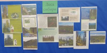 Информационный стенд «Леса Сибири»